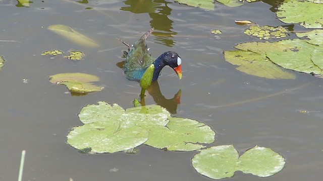 Purple Gallinule - ML362744791