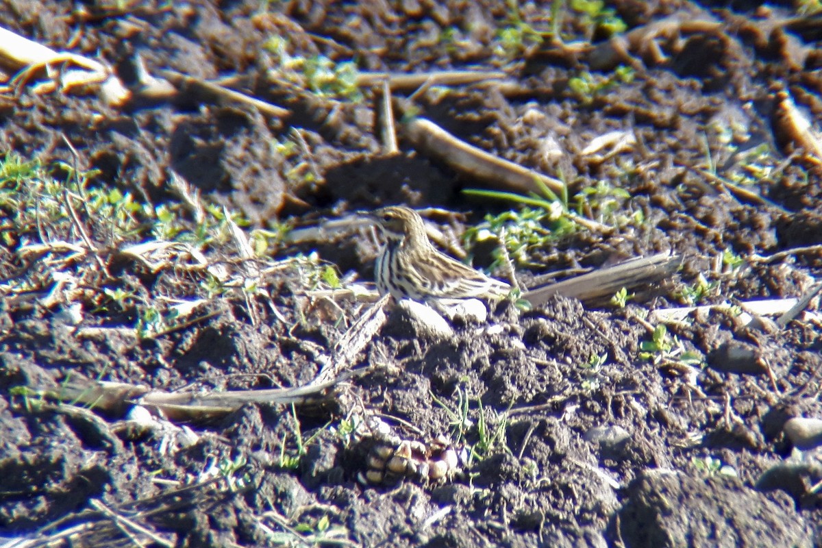 Red-throated Pipit - ML362745201