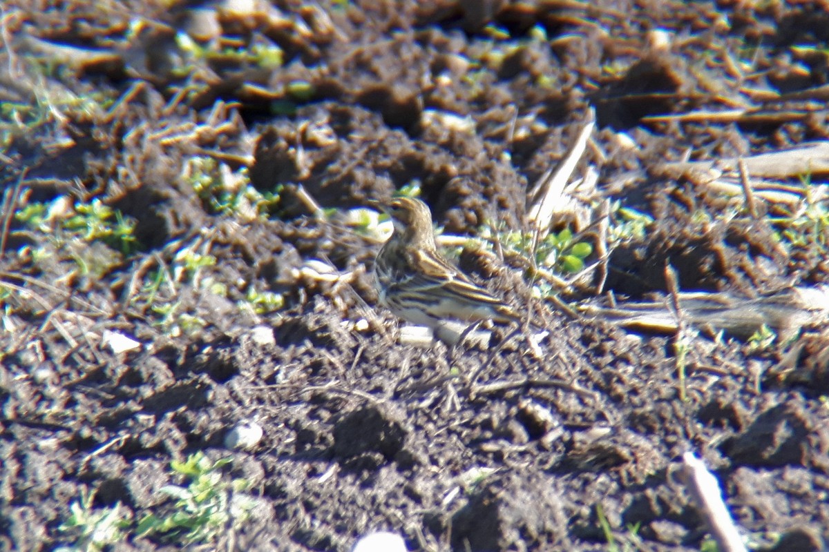 Red-throated Pipit - ML362745221