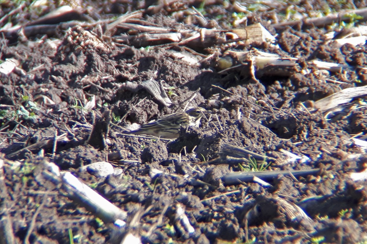 Red-throated Pipit - ML362745281