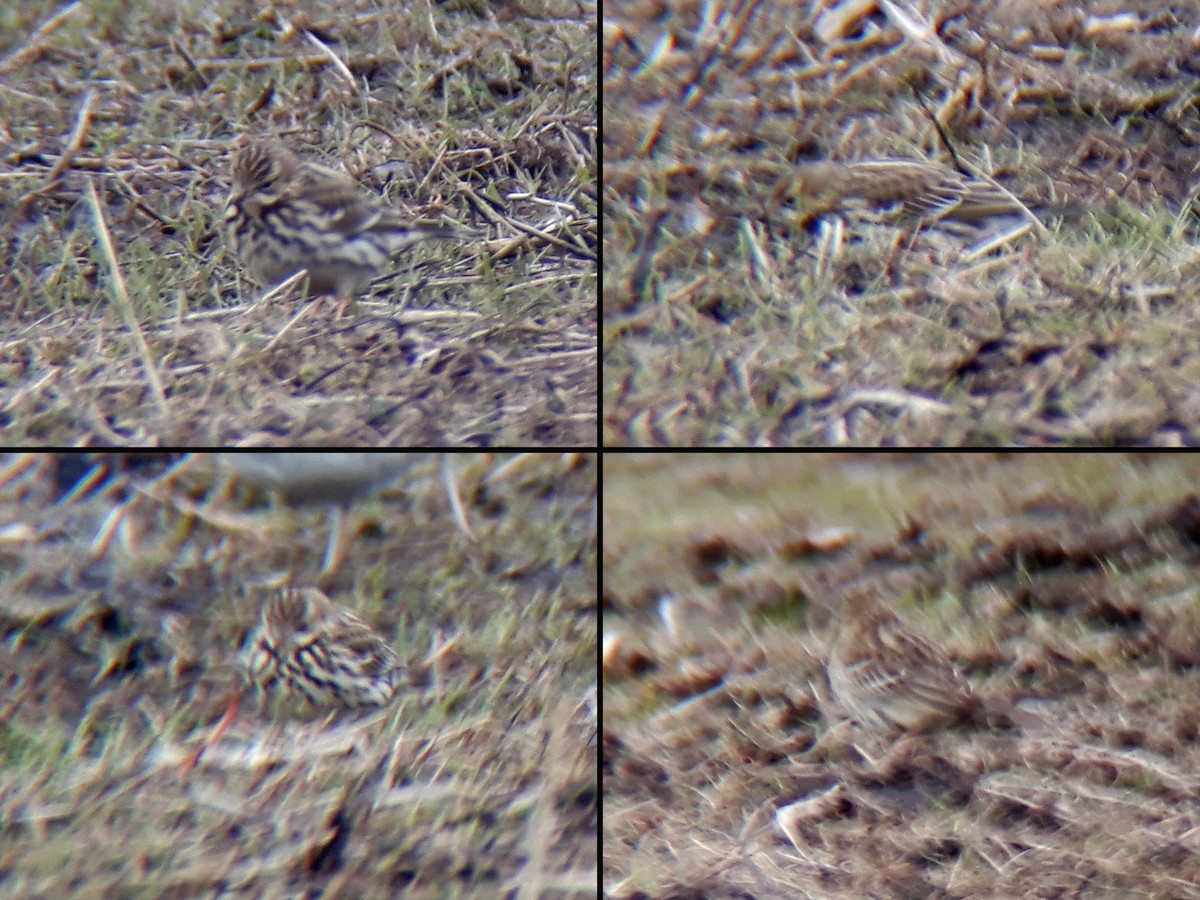 Red-throated Pipit - ML362746011