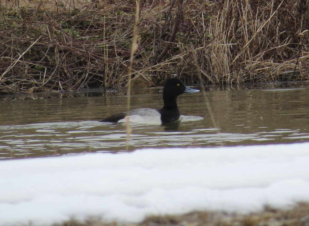 Lesser Scaup - Brian Wulker