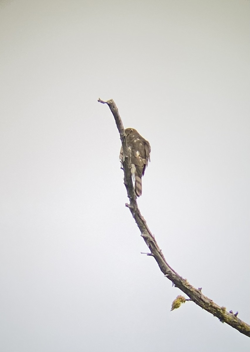 Sharp-shinned Hawk - ML362747491