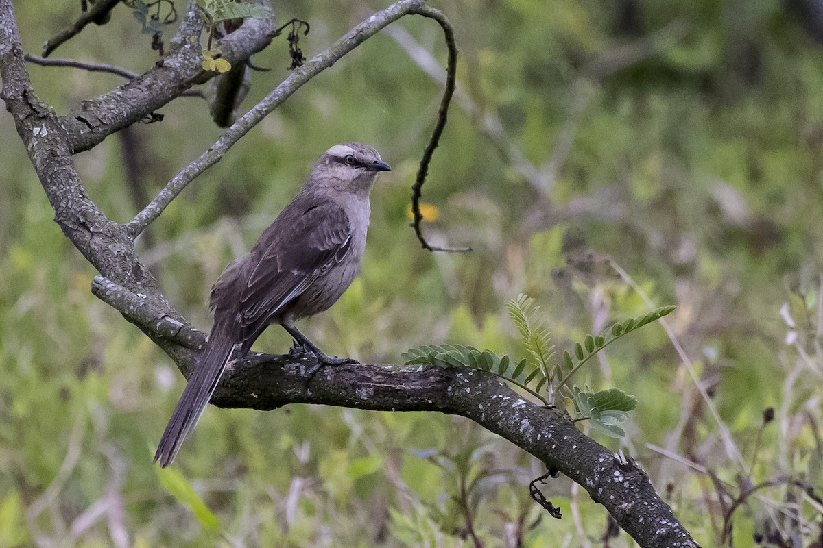 Chalk-browed Mockingbird - ML36274791