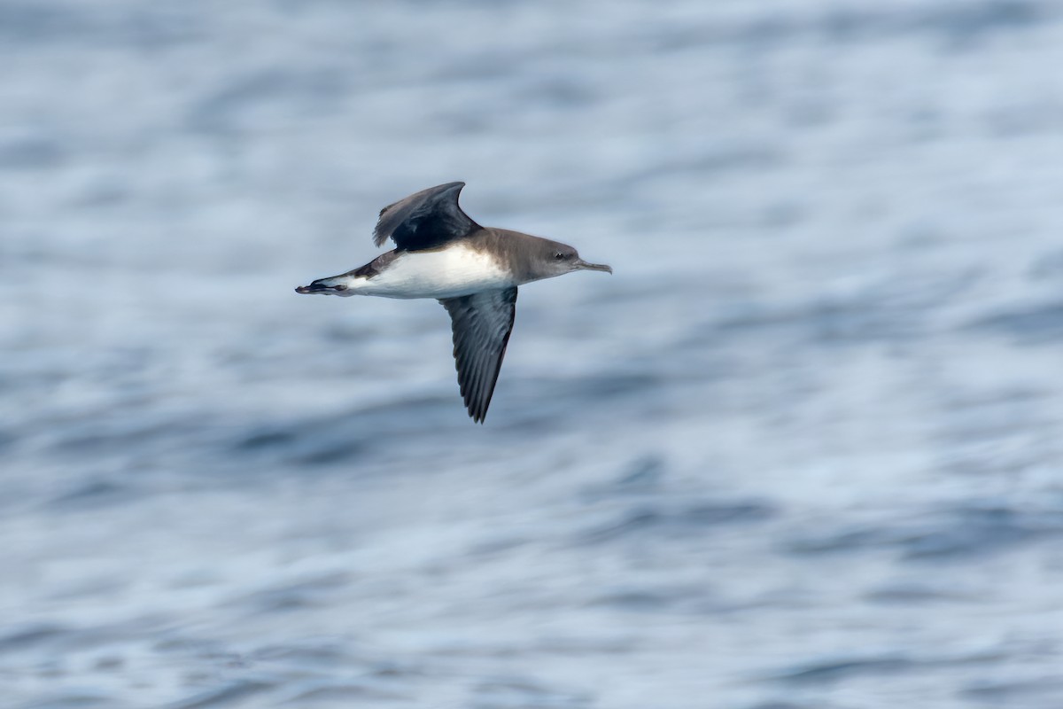 Hutton's Shearwater - ML362747931