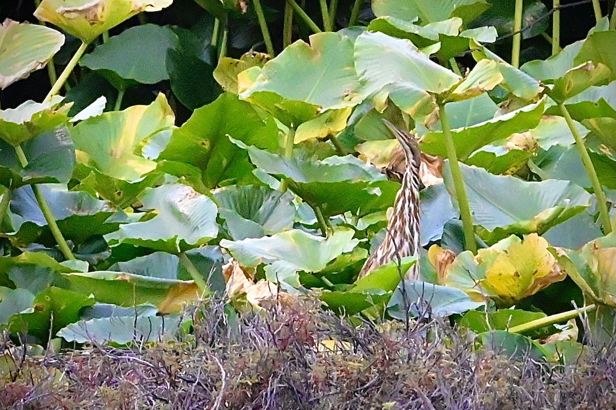 American Bittern - ML362748841