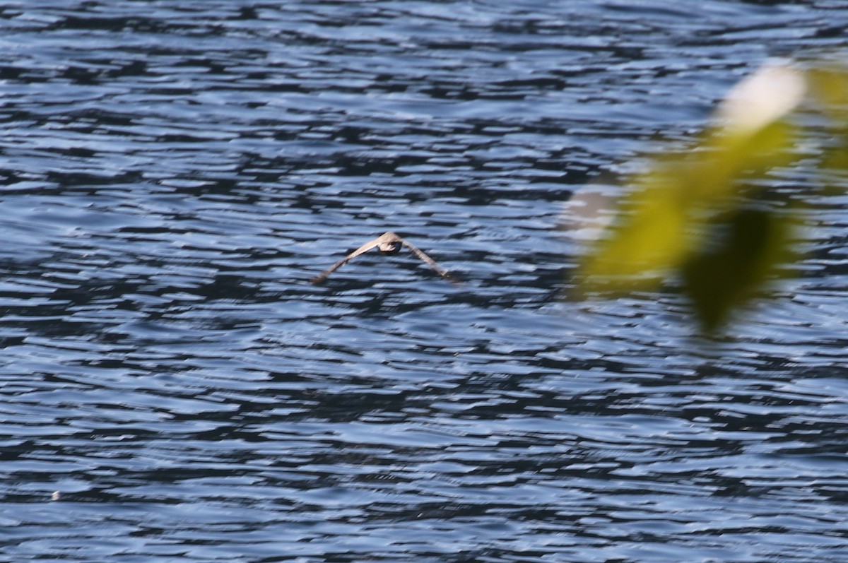 Spotted Sandpiper - ML362749031