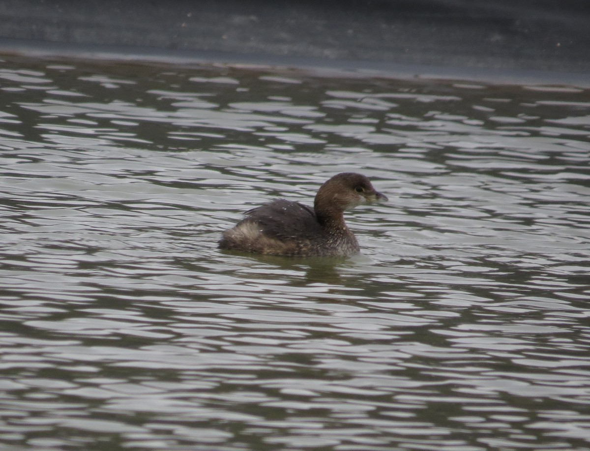 Pied-billed Grebe - ML36274931