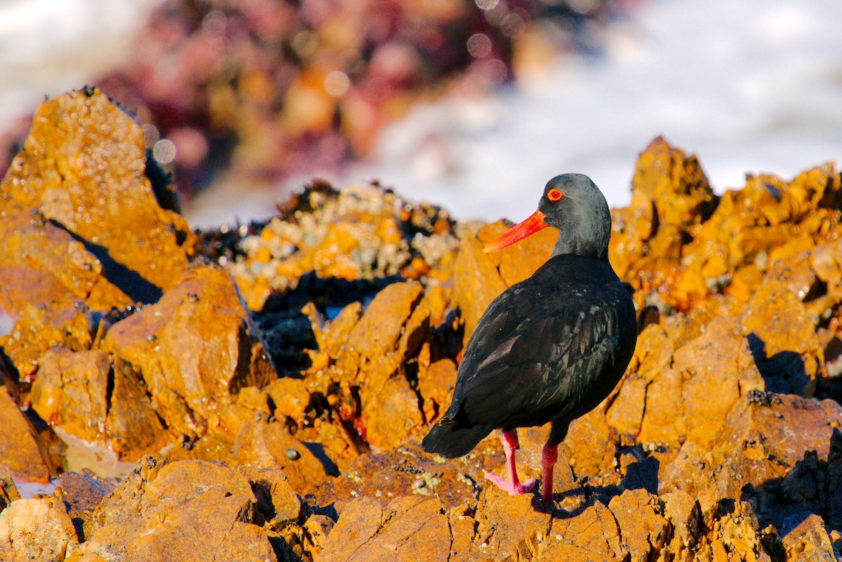 African Oystercatcher - ML362751101