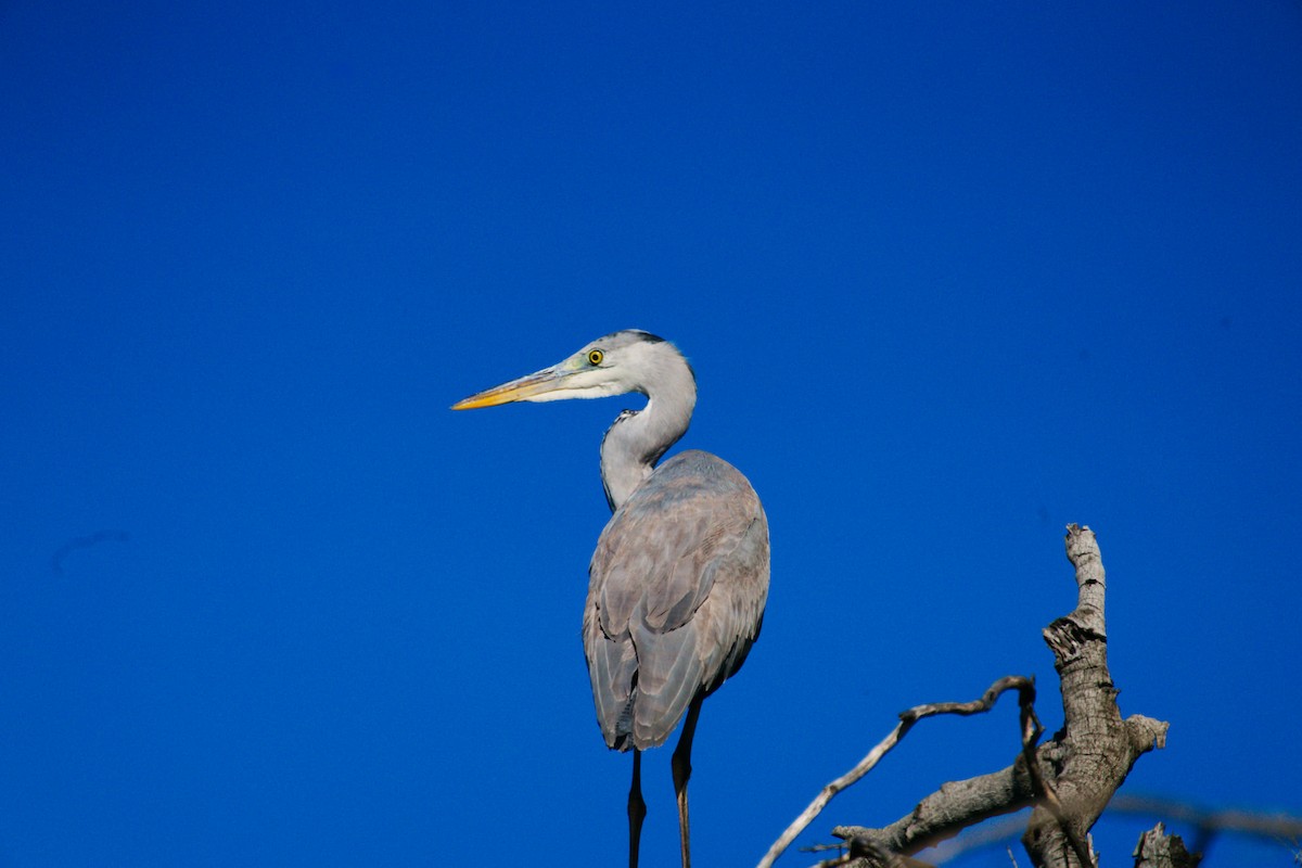 Gray Heron - ML362751721