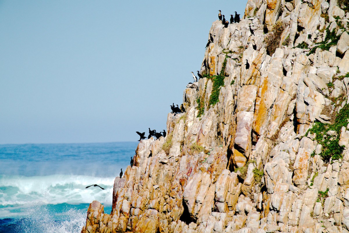 Great Cormorant (White-breasted) - ML362751731