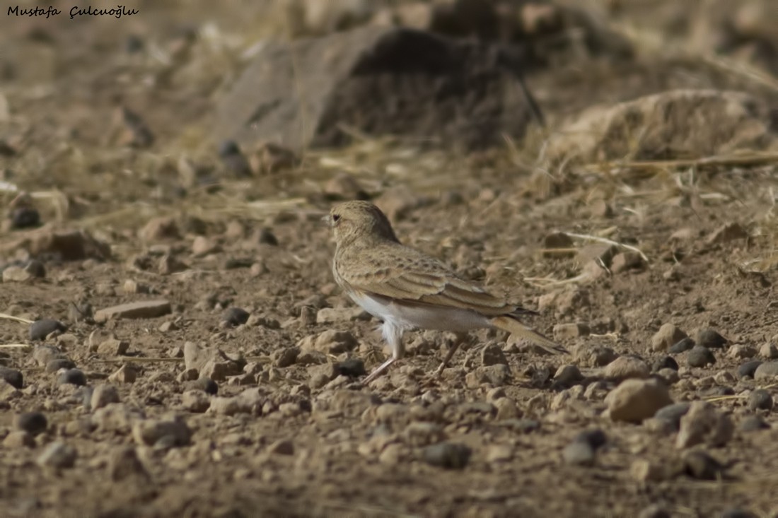 Mediterranean/Turkestan Short-toed Lark - ML36275261