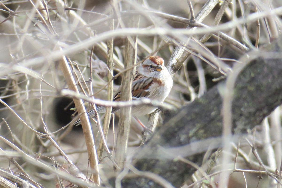American Tree Sparrow - ML362752841