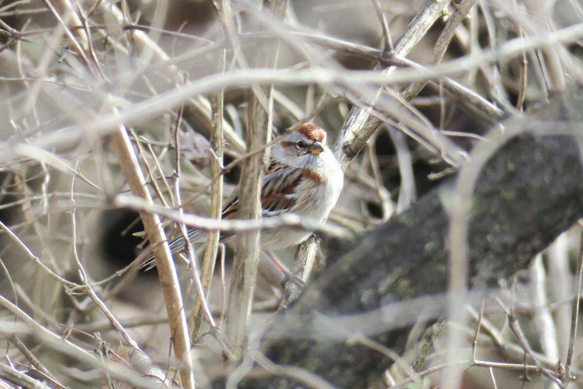 American Tree Sparrow - ML362752861