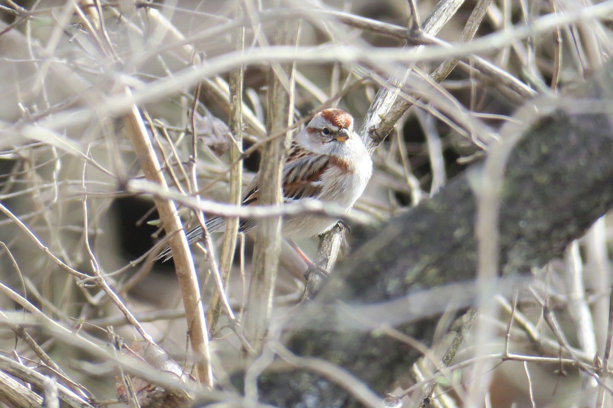 American Tree Sparrow - ML362752891