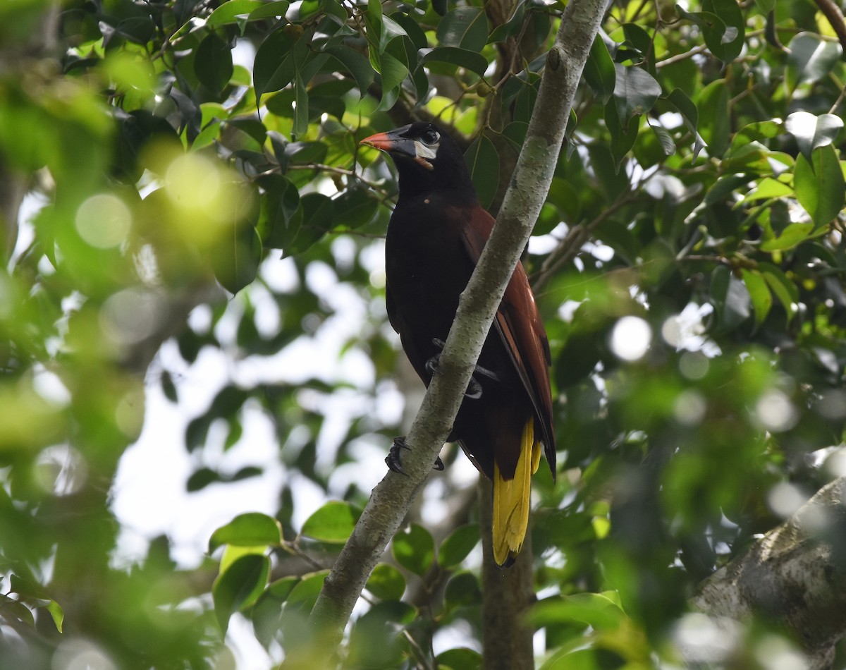 Montezuma Oropendola - ML362755081