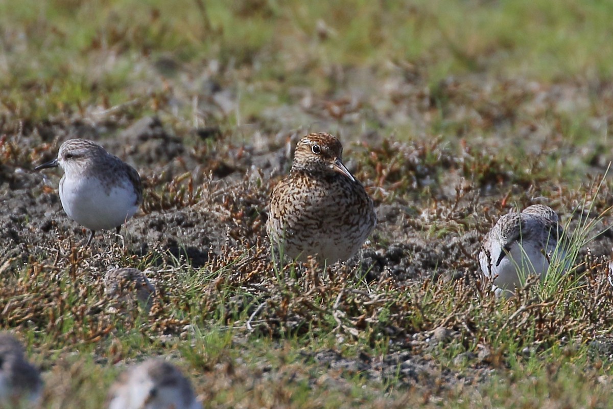 Sharp-tailed Sandpiper - ML362755951