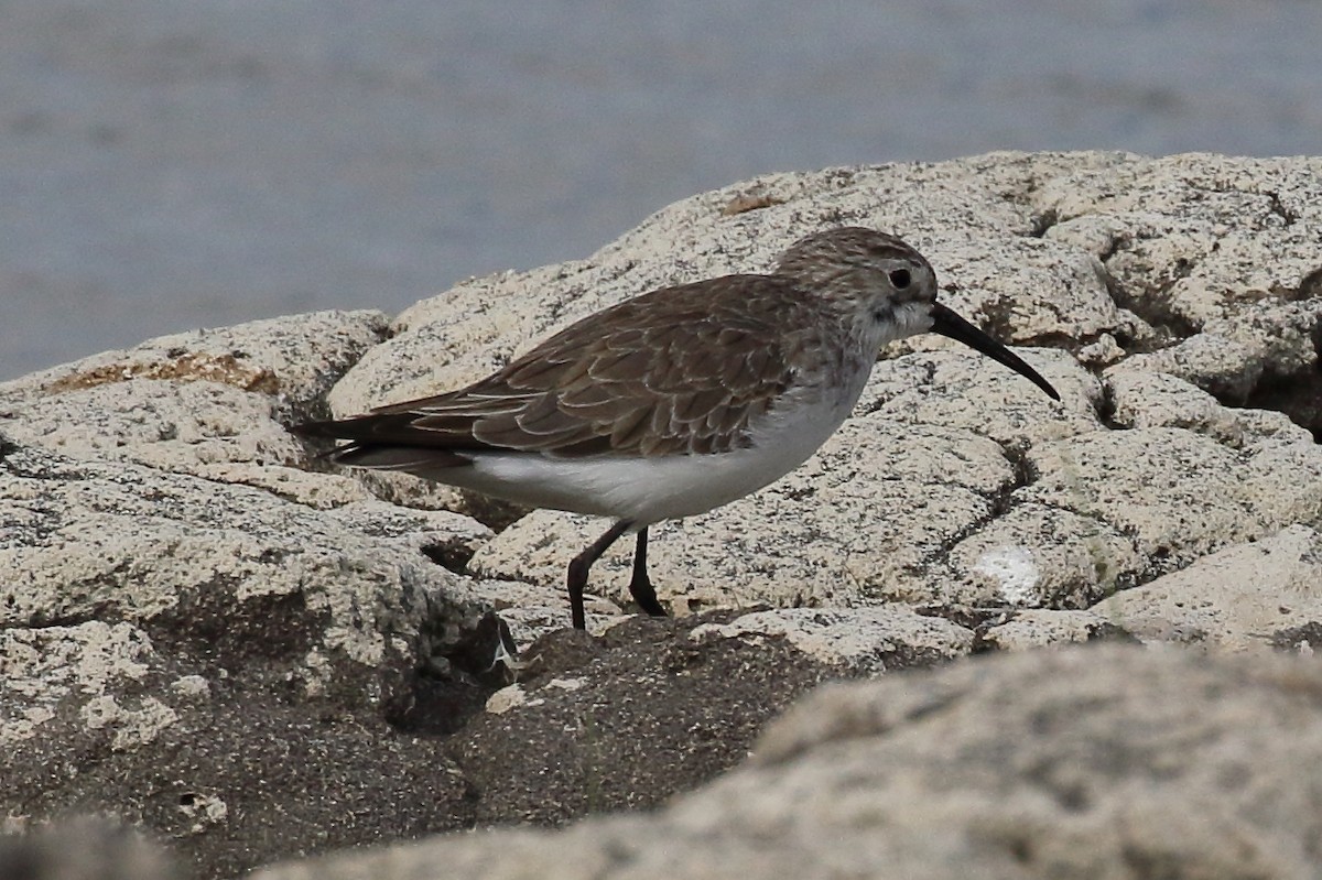 Curlew Sandpiper - ML362756031