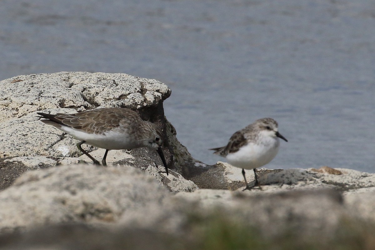 Curlew Sandpiper - ML362756101