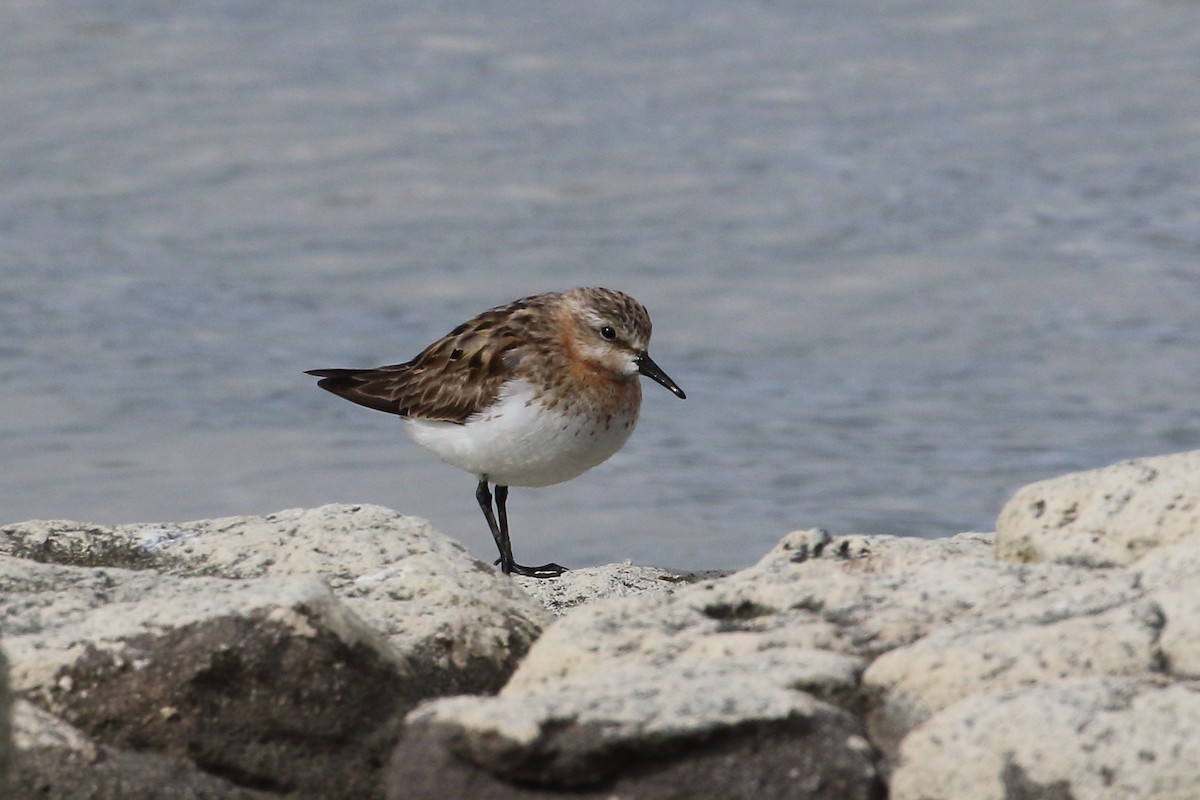 Rotkehl-Strandläufer - ML362756201