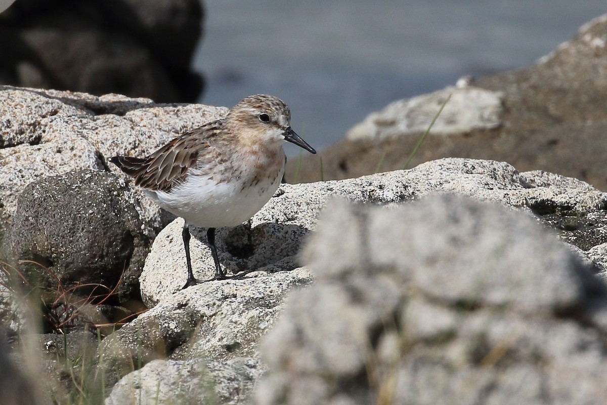 Rotkehl-Strandläufer - ML362756281