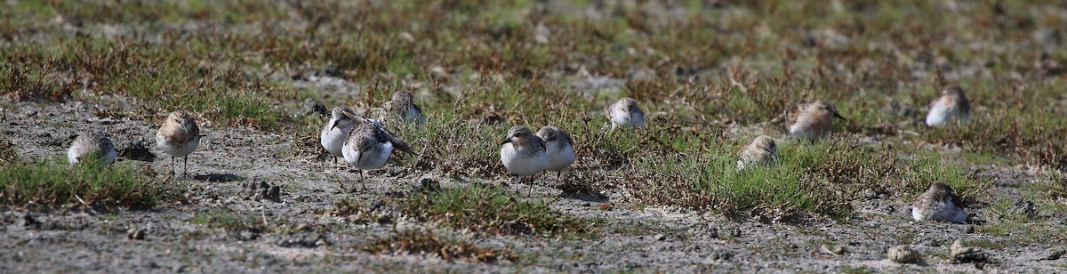 Rotkehl-Strandläufer - ML362756341