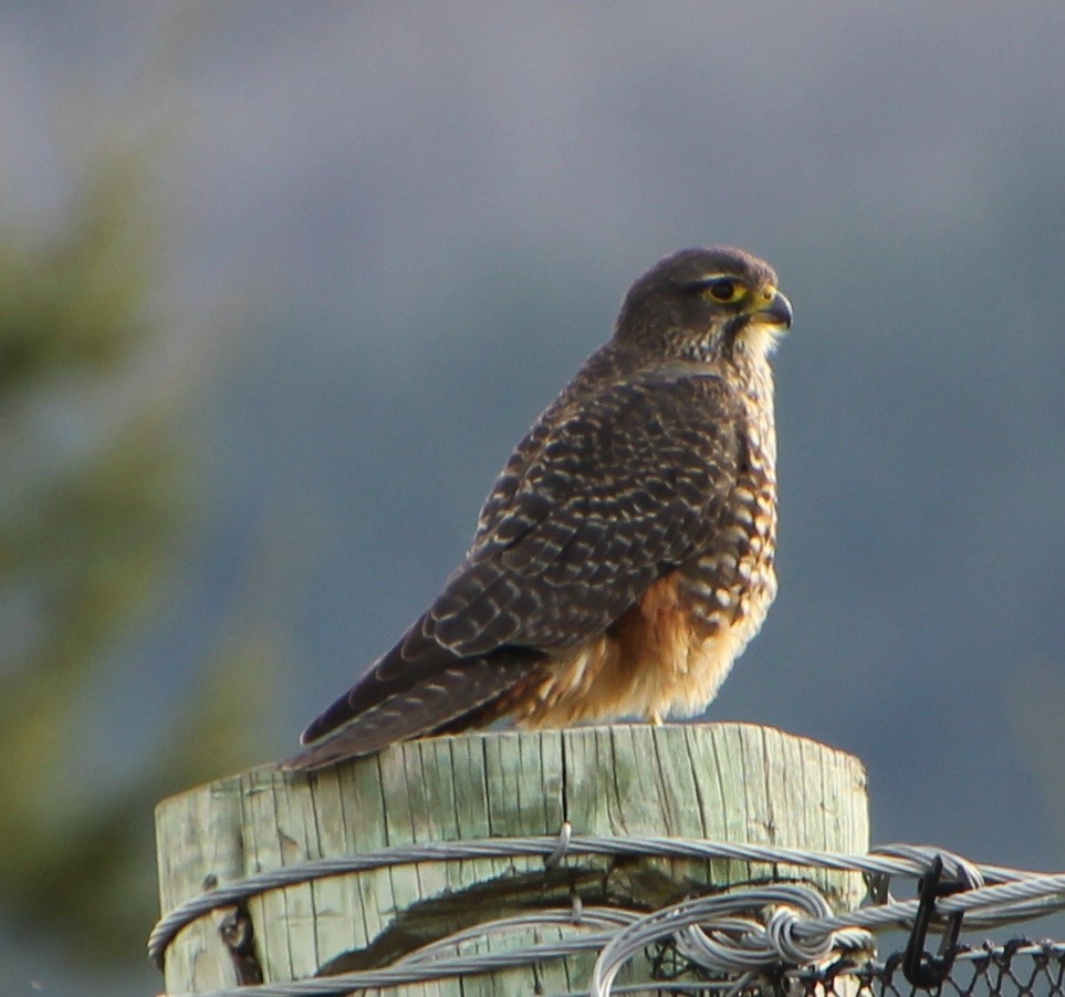 New Zealand Falcon - ML362757251