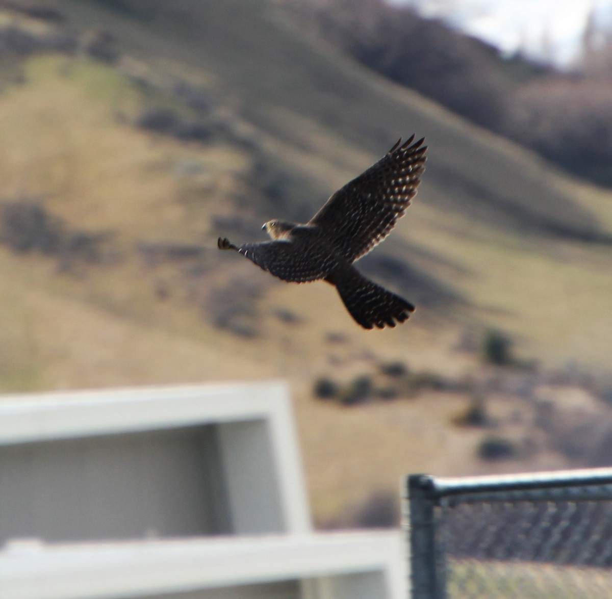 New Zealand Falcon - ML362757271