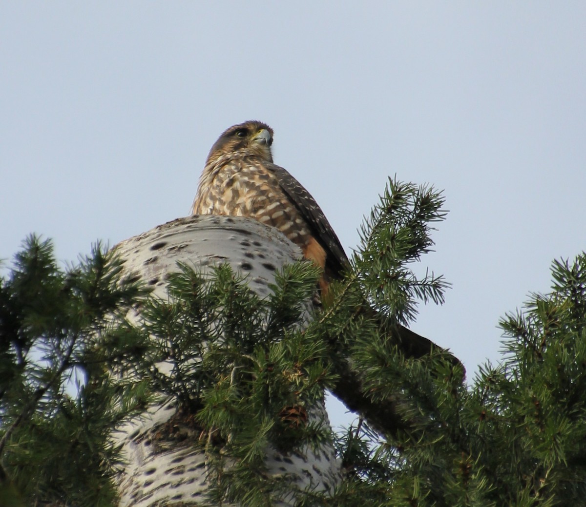 New Zealand Falcon - ML362757281
