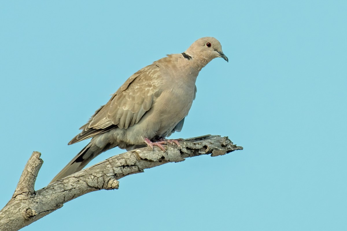 Eurasian Collared-Dove - ML362758121