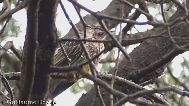 Red Wattlebird - ML362758411