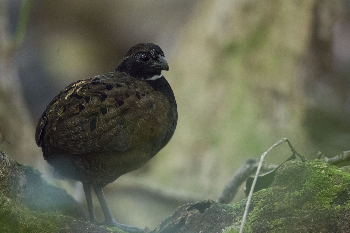 Black-breasted Wood-Quail - ML362758681