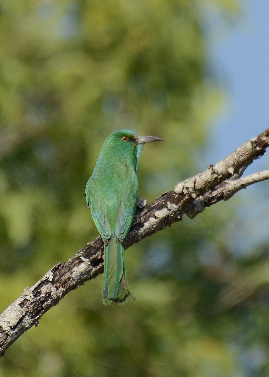 Blue-bearded Bee-eater - ML362758921