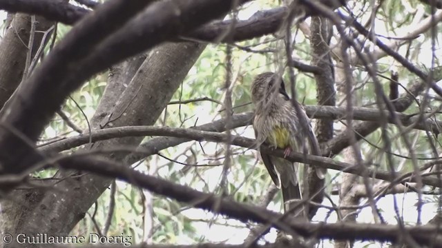 Red Wattlebird - ML362758951