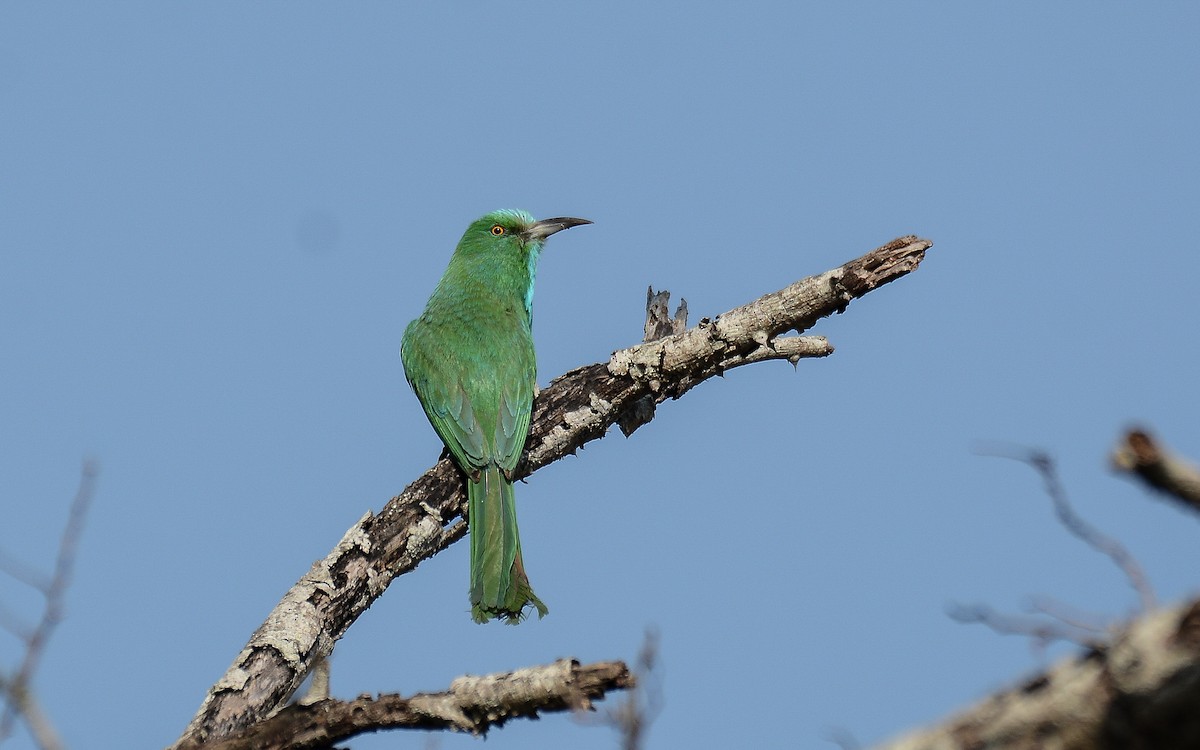 Blue-bearded Bee-eater - Gaja mohanraj