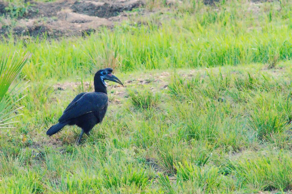 Abyssinian Ground-Hornbill - ML362759411