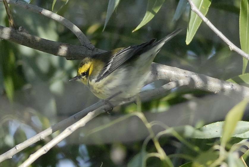 Townsend's Warbler - ML36276141