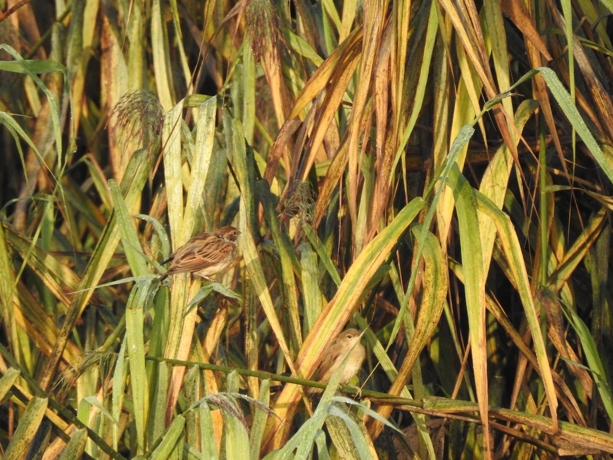 Reed Bunting - ML362763211