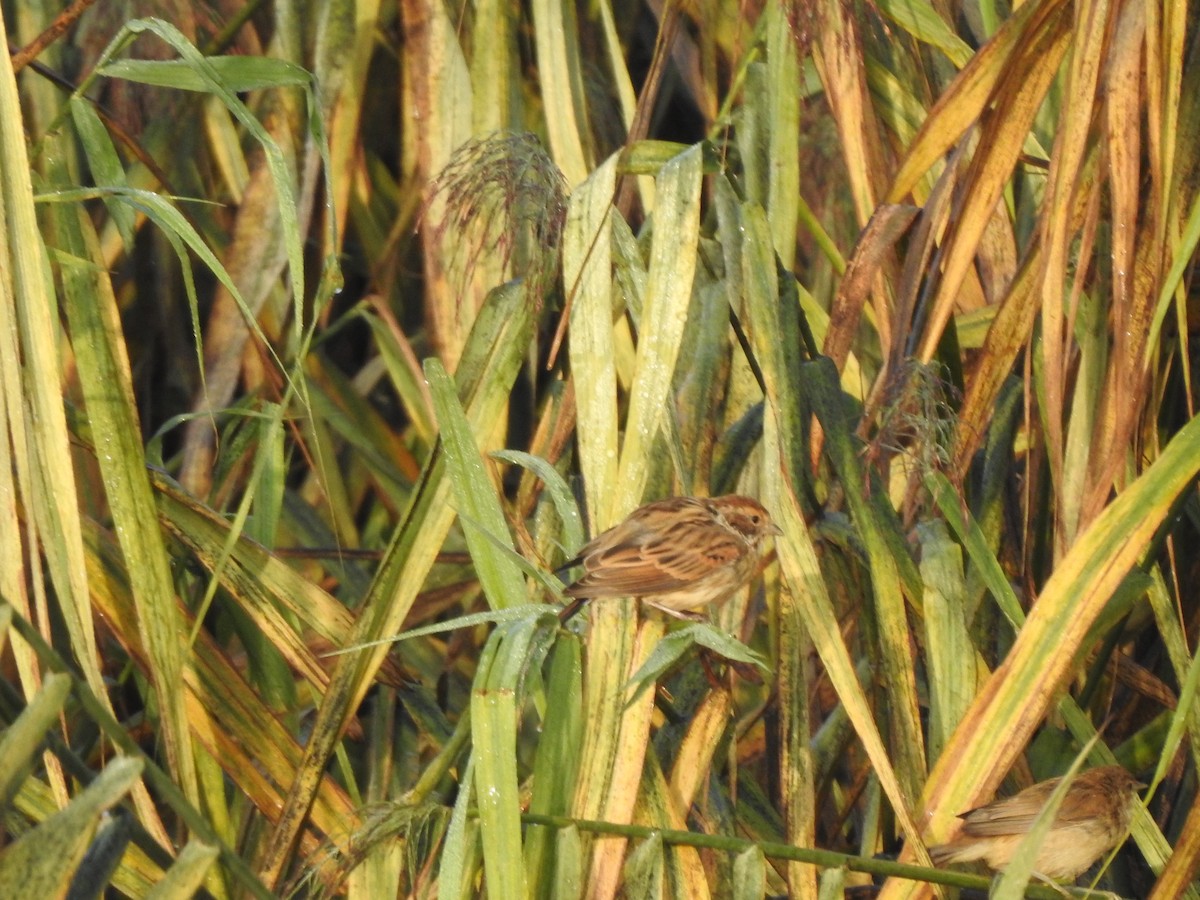 Reed Bunting - ML362763221