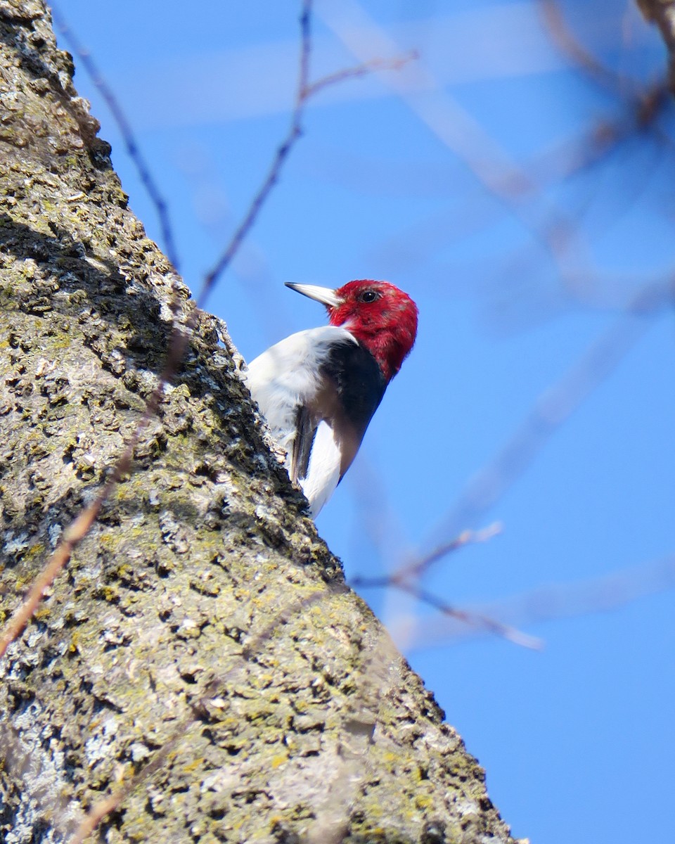 Red-headed Woodpecker - ML362766051