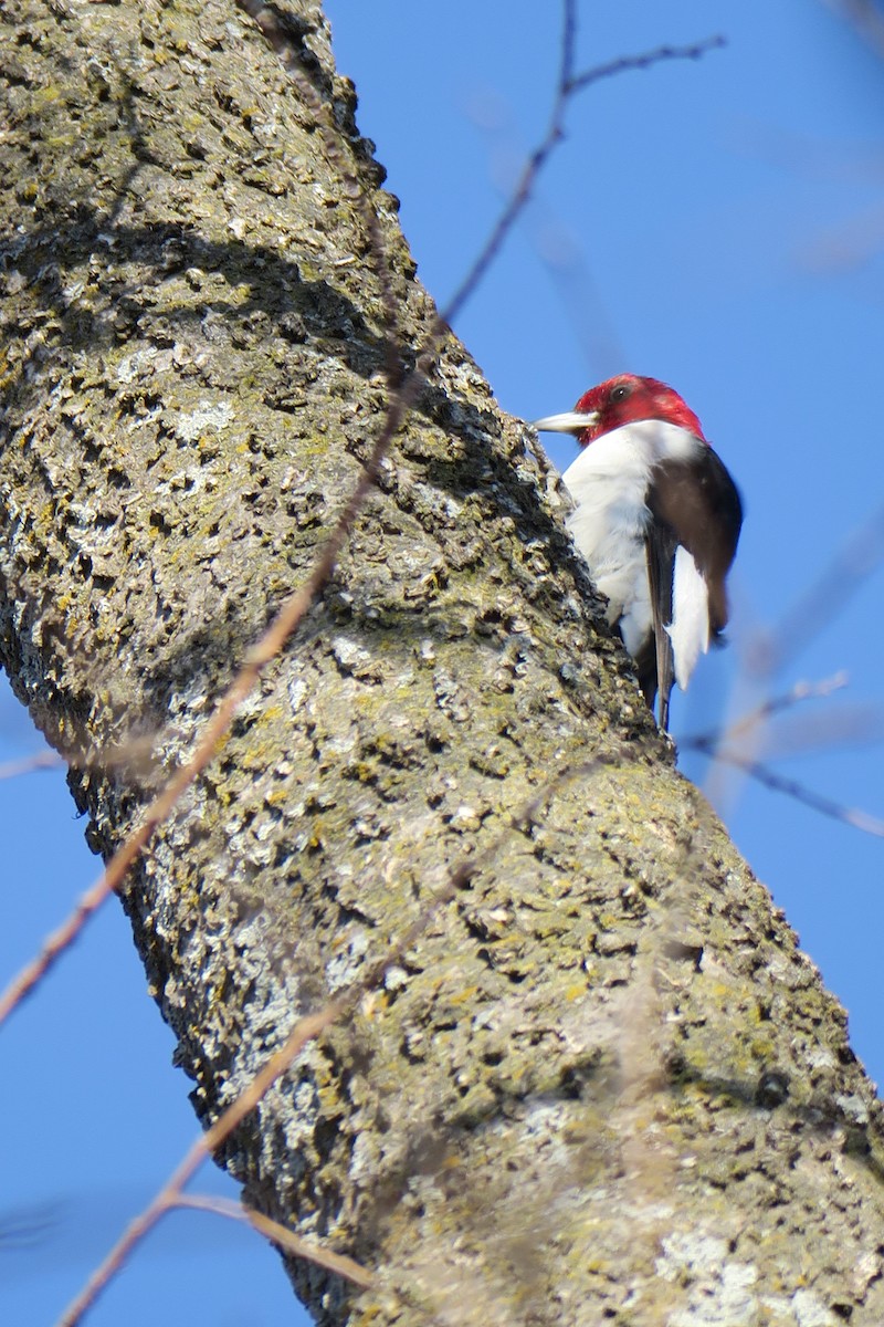 Red-headed Woodpecker - ML362766061