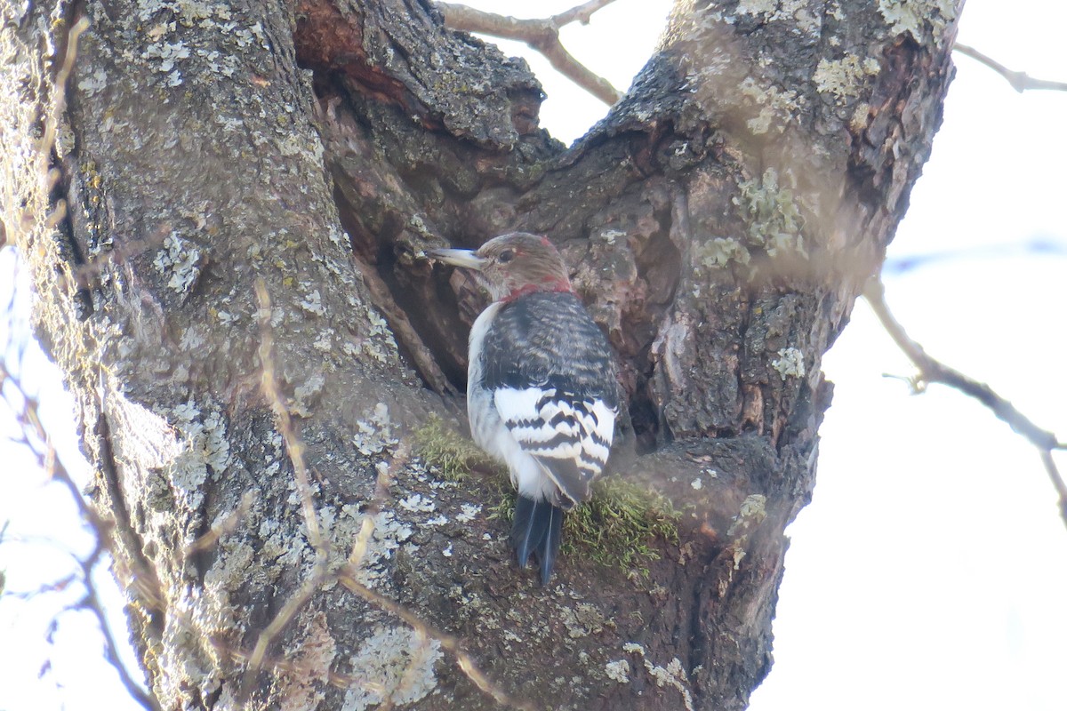 Red-headed Woodpecker - ML362766071