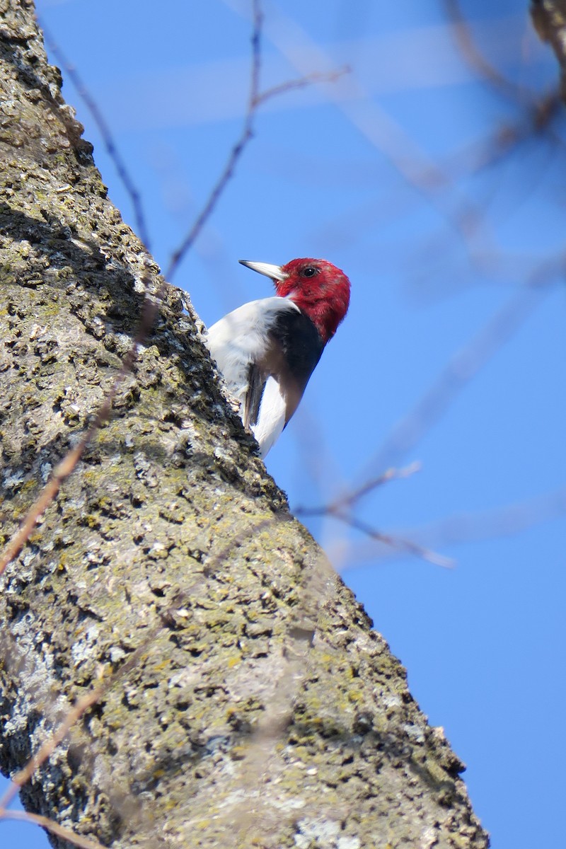 Red-headed Woodpecker - ML362766081