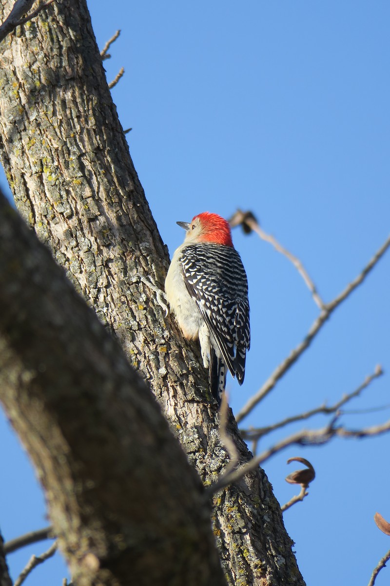 Red-bellied Woodpecker - Rishi Palit