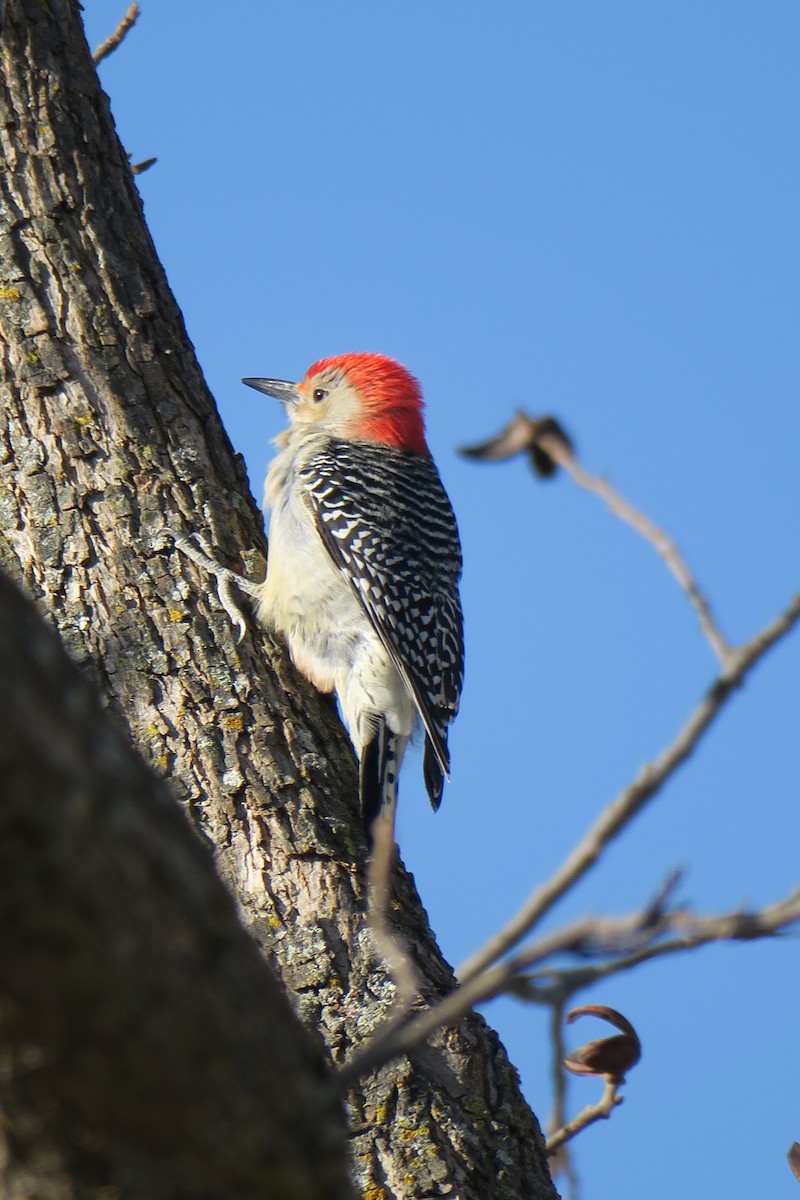 Red-bellied Woodpecker - ML362766101