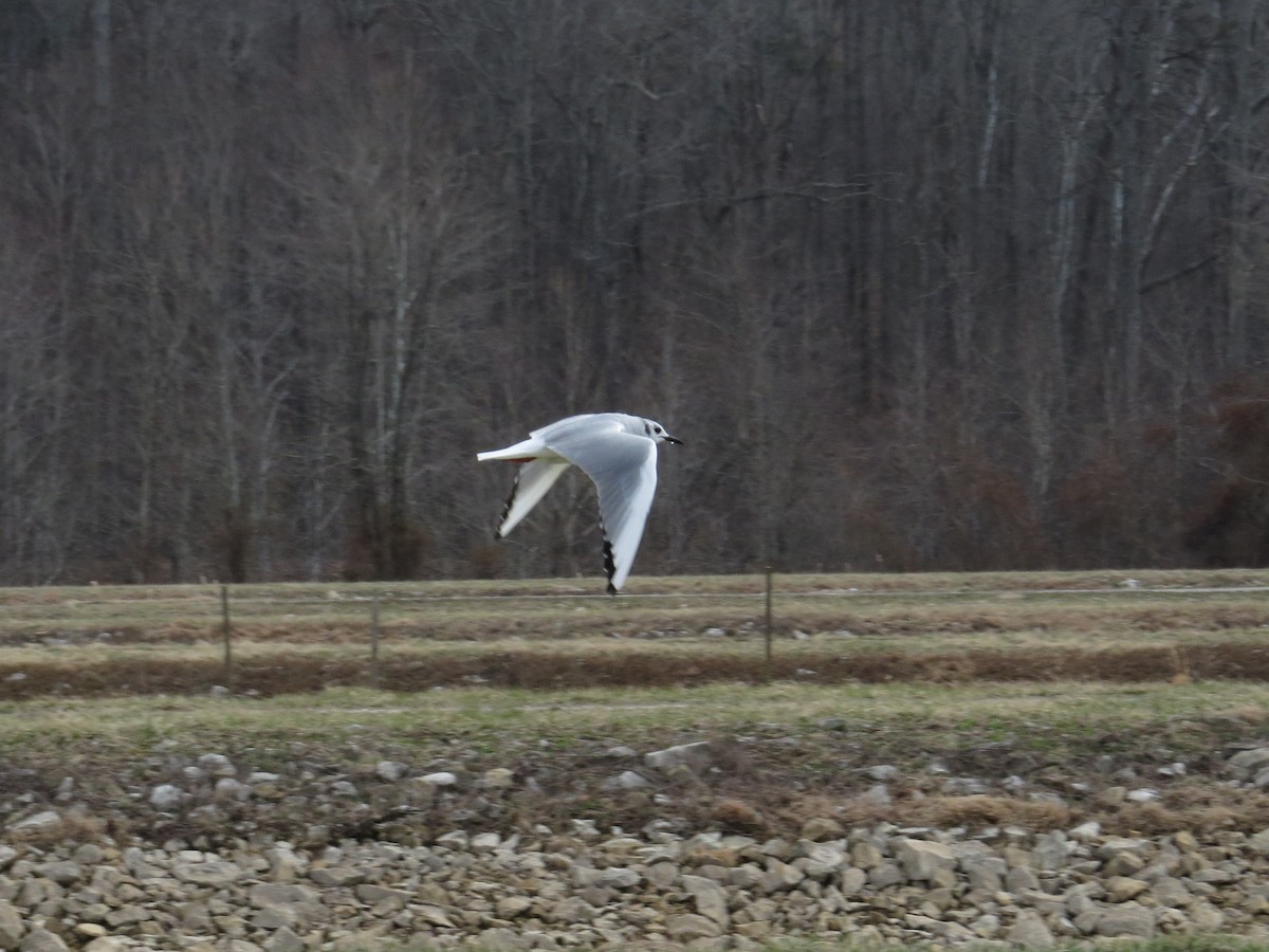 Bonaparte's Gull - ML36276611