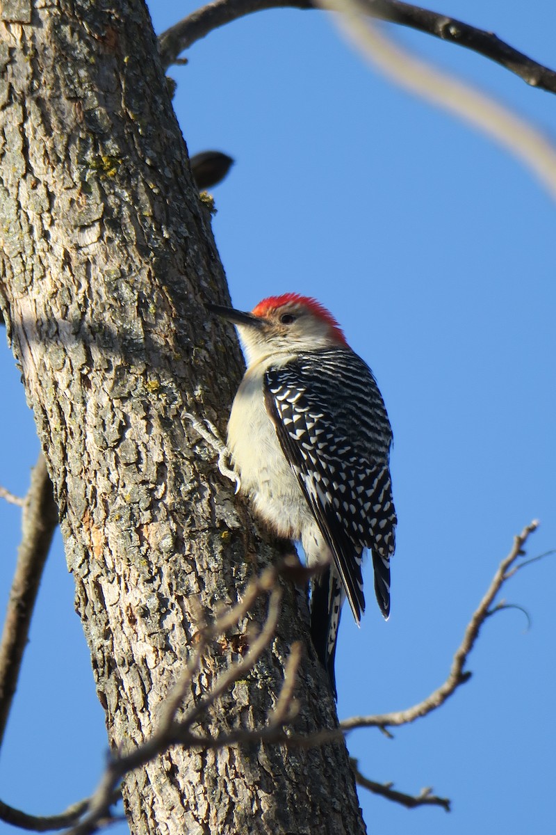 Red-bellied Woodpecker - ML362766111
