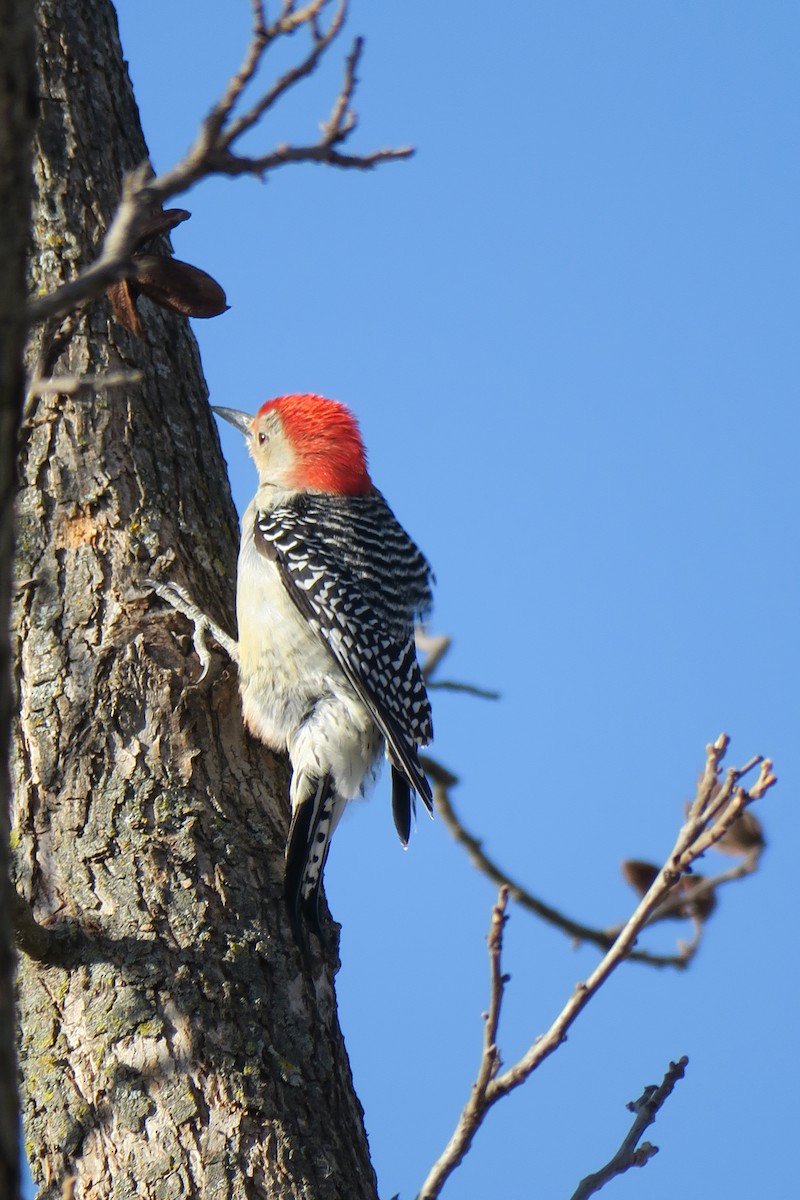 Red-bellied Woodpecker - Rishi Palit