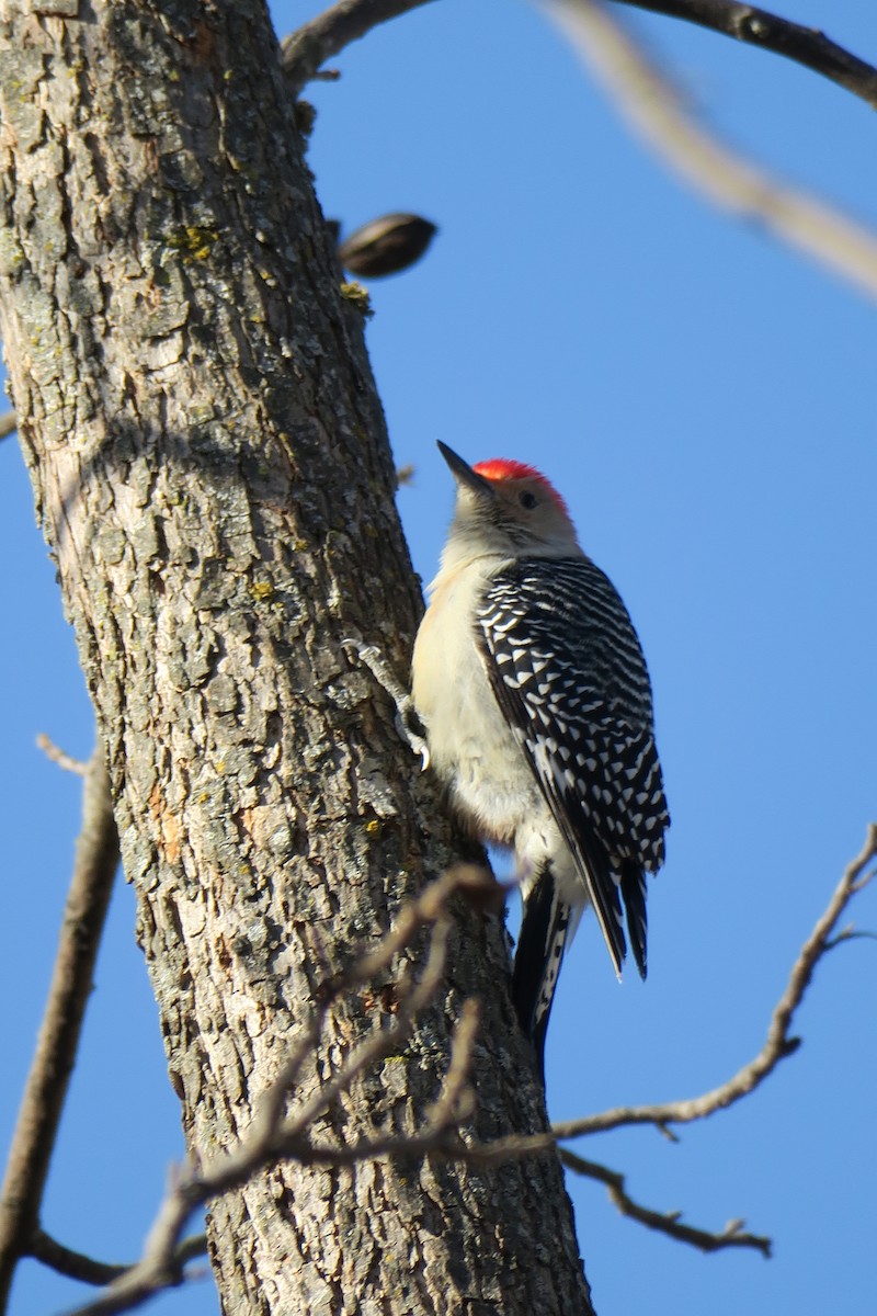 Red-bellied Woodpecker - ML362766161