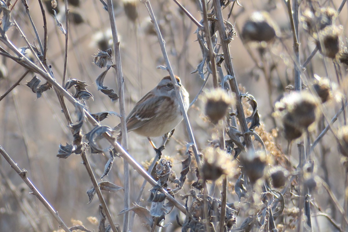 American Tree Sparrow - ML362766171